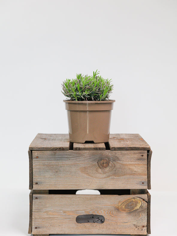 Lavender also known Lavandula Hidcote.